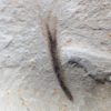 Eocene Bird feather - Image 3