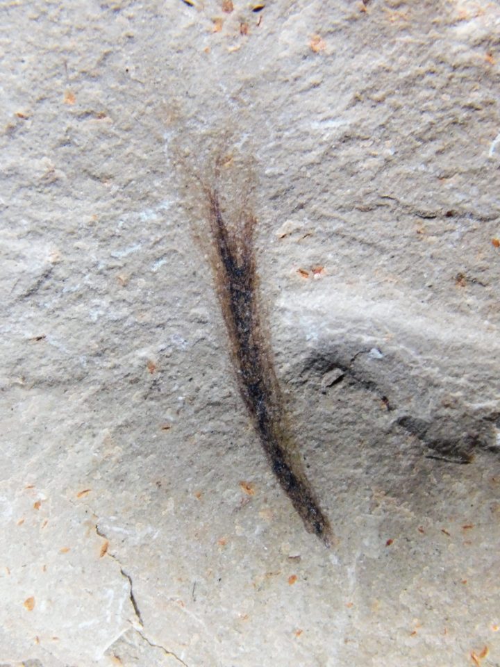 Eocene Bird feather, The Natural Canvas