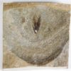 Eocene Bird feather, The Natural Canvas