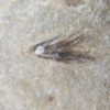 Eocene Bird feather, The Natural Canvas