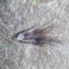 Eocene Bird feather - Image 2