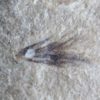 Eocene Bird feather, The Natural Canvas