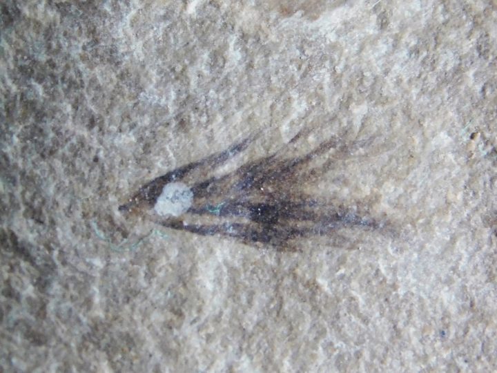 Eocene Bird feather
