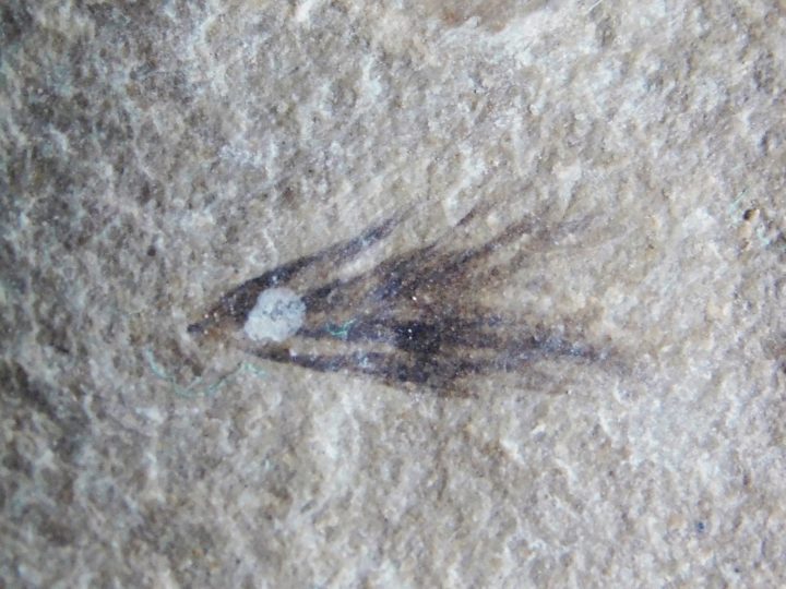 Eocene Bird feather, The Natural Canvas