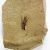 Eocene Bird feather, The Natural Canvas