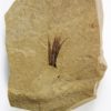 Eocene Bird feather - Image 3