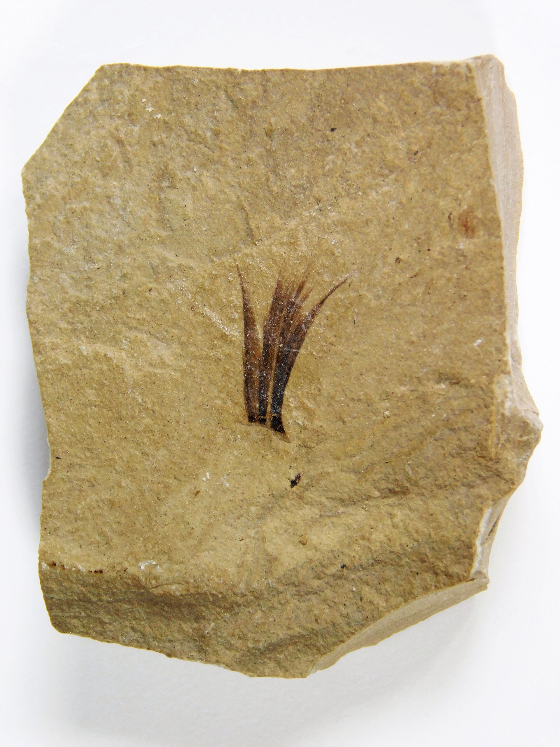Eocene Bird feather - Image 3