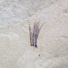 Eocene Bird feather, The Natural Canvas