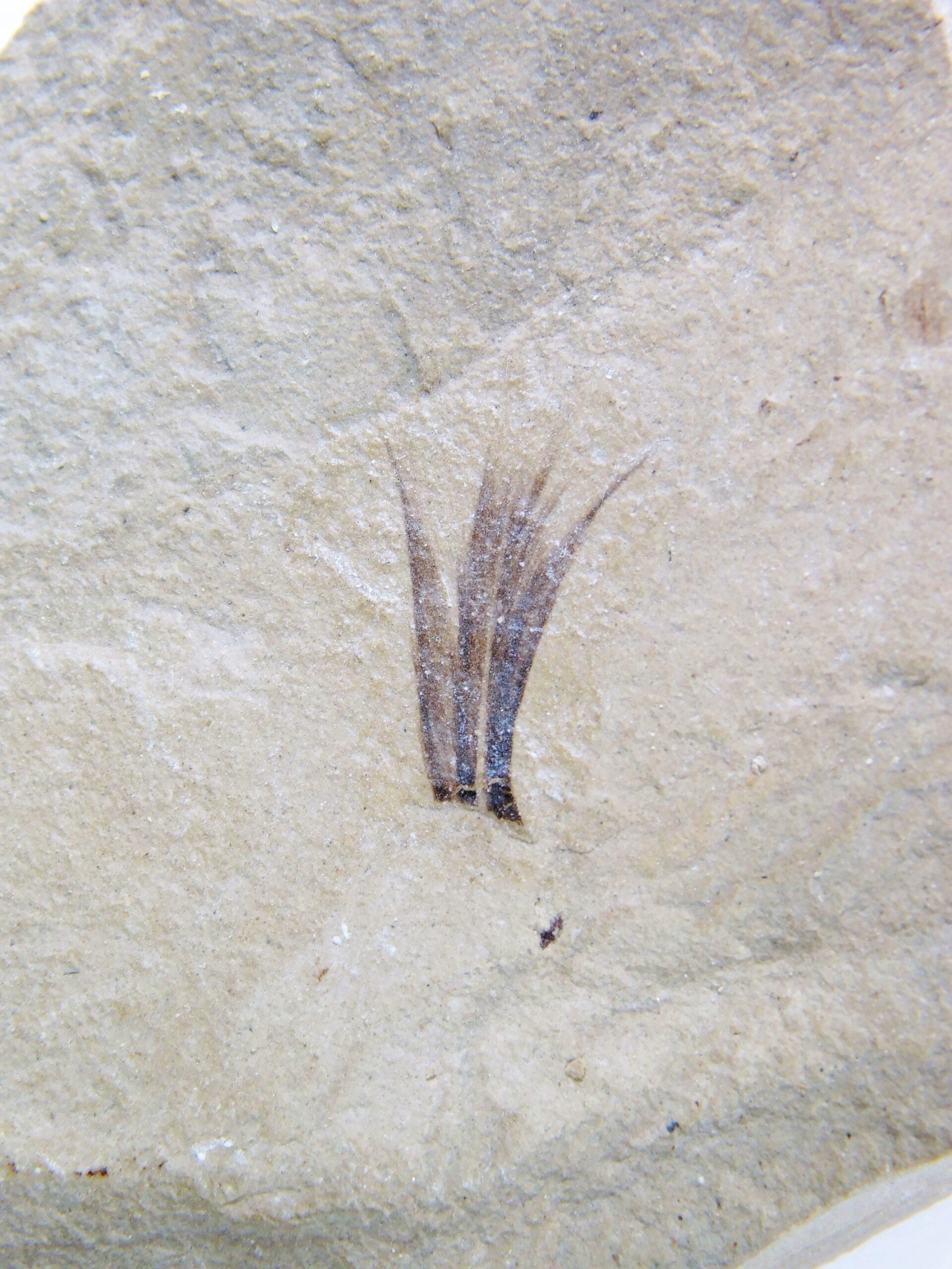 Eocene Bird feather - Image 2
