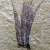 Eocene Bird feather, The Natural Canvas
