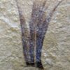 Eocene Bird feather - Image 4