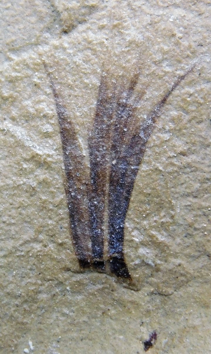 Eocene Bird feather, The Natural Canvas