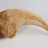 Deltadromeus agilis - Image 2