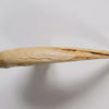 Deltadromeus agilis - Image 3