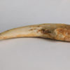 Deltadromeus agilis - Image 4