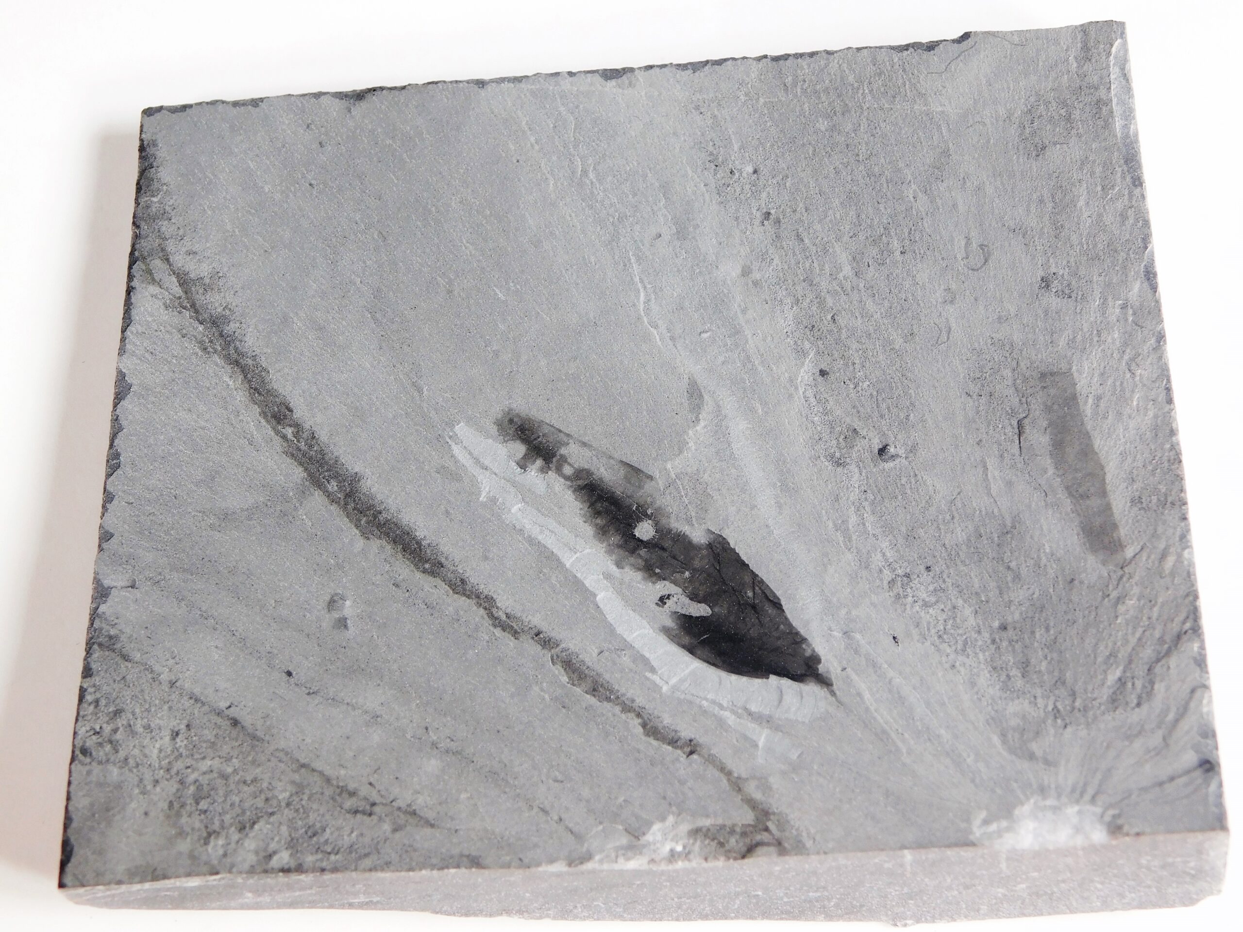 Cambrian Sea Pen - Thaumaptilon walcotti - Image 2