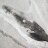 Cambrian Sea Pen &#8211; Thaumaptilon walcotti, The Natural Canvas