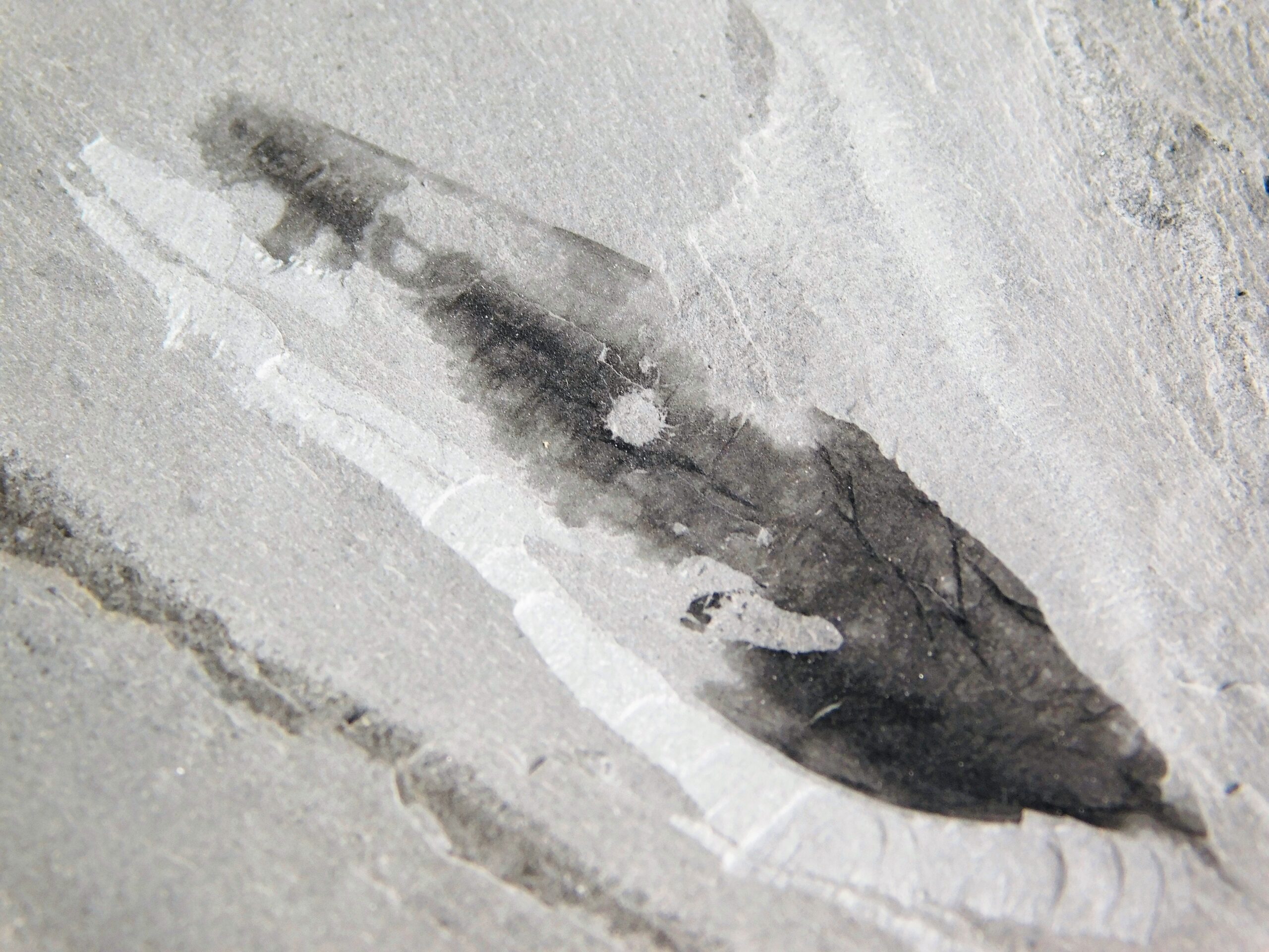 Cambrian Sea Pen - Thaumaptilon walcotti - Image 3
