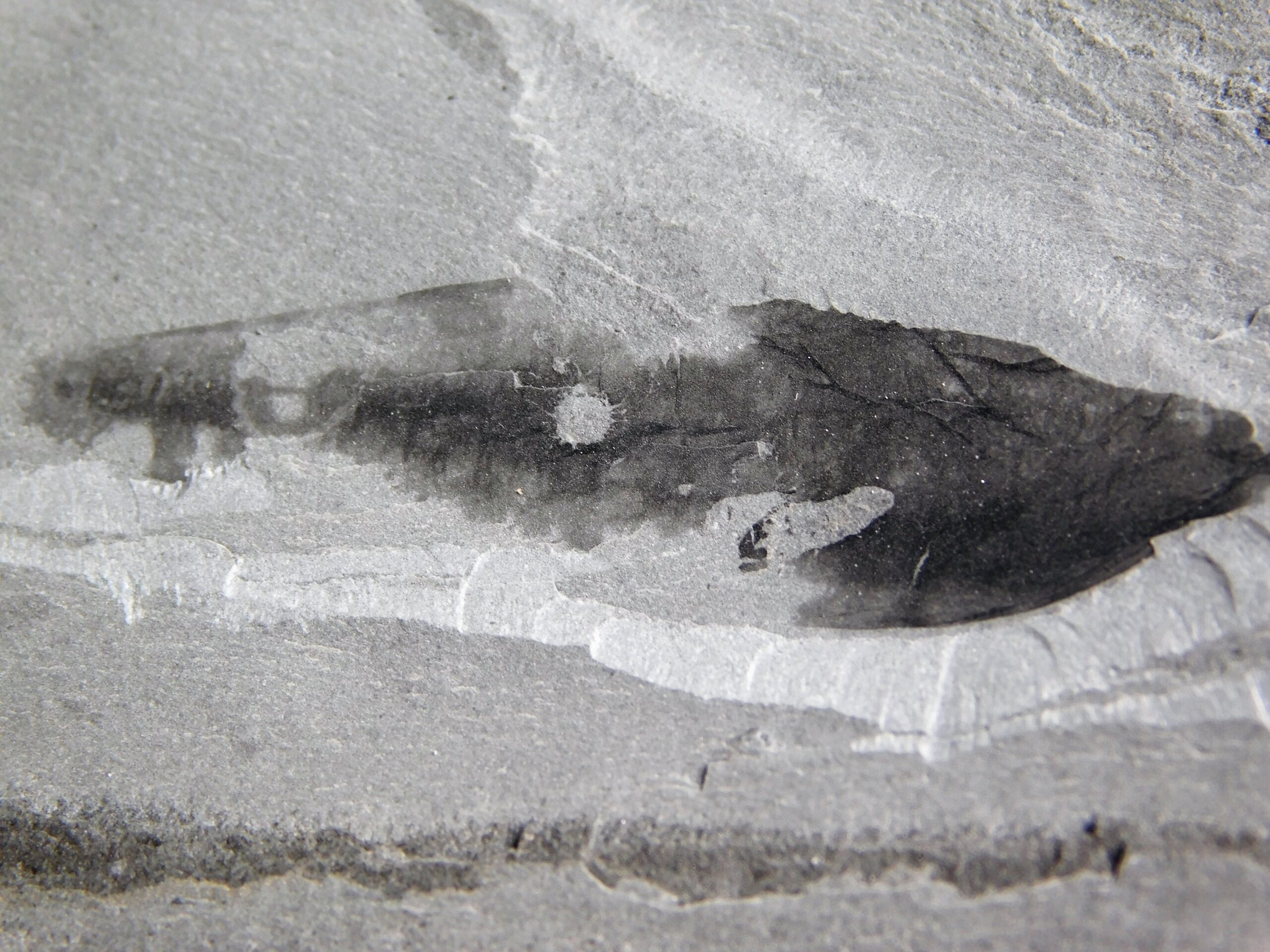 Cambrian Sea Pen - Thaumaptilon walcotti - Image 4