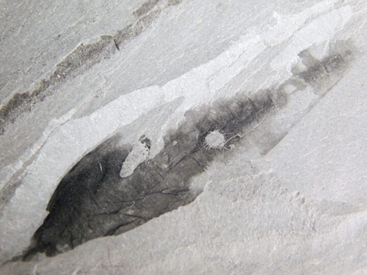 Cambrian Sea Pen - Thaumaptilon walcotti