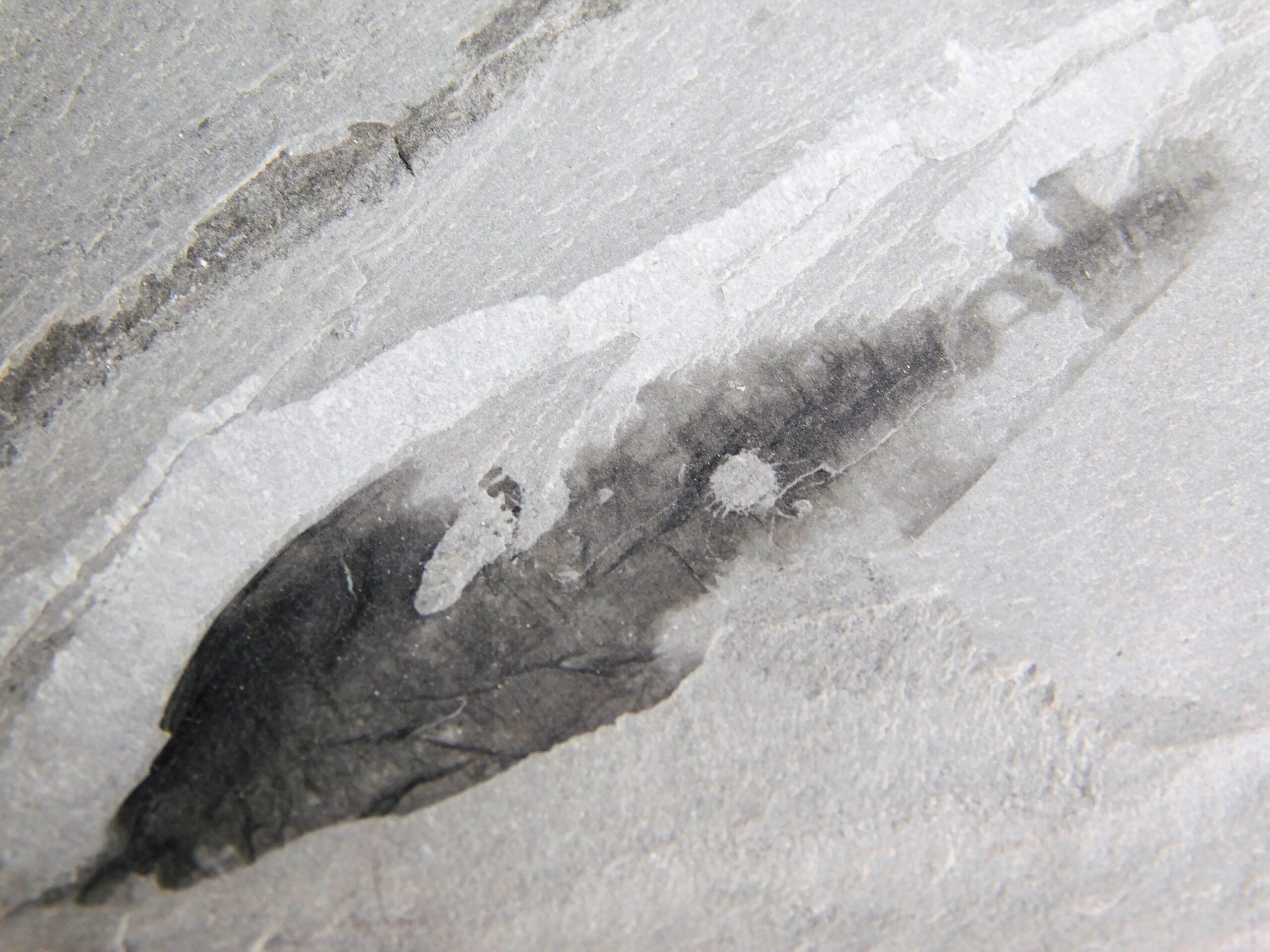 Cambrian Sea Pen - Thaumaptilon walcotti