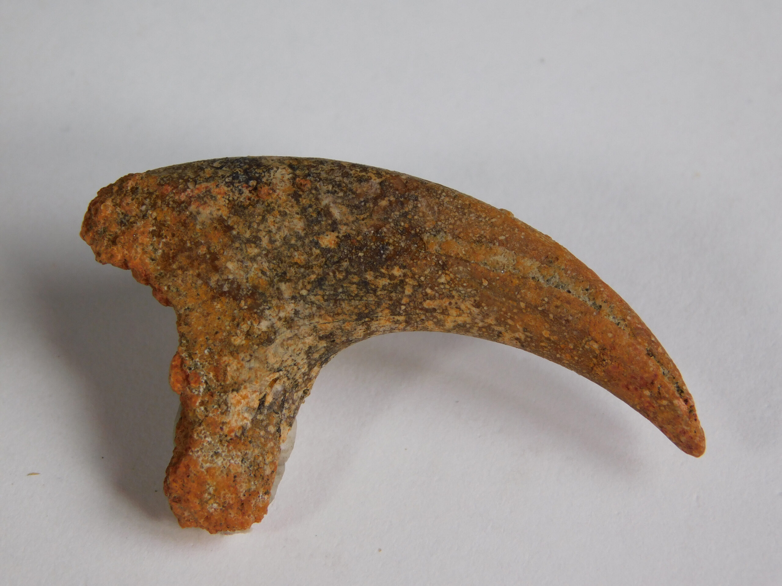 Small theropod claw - Image 4