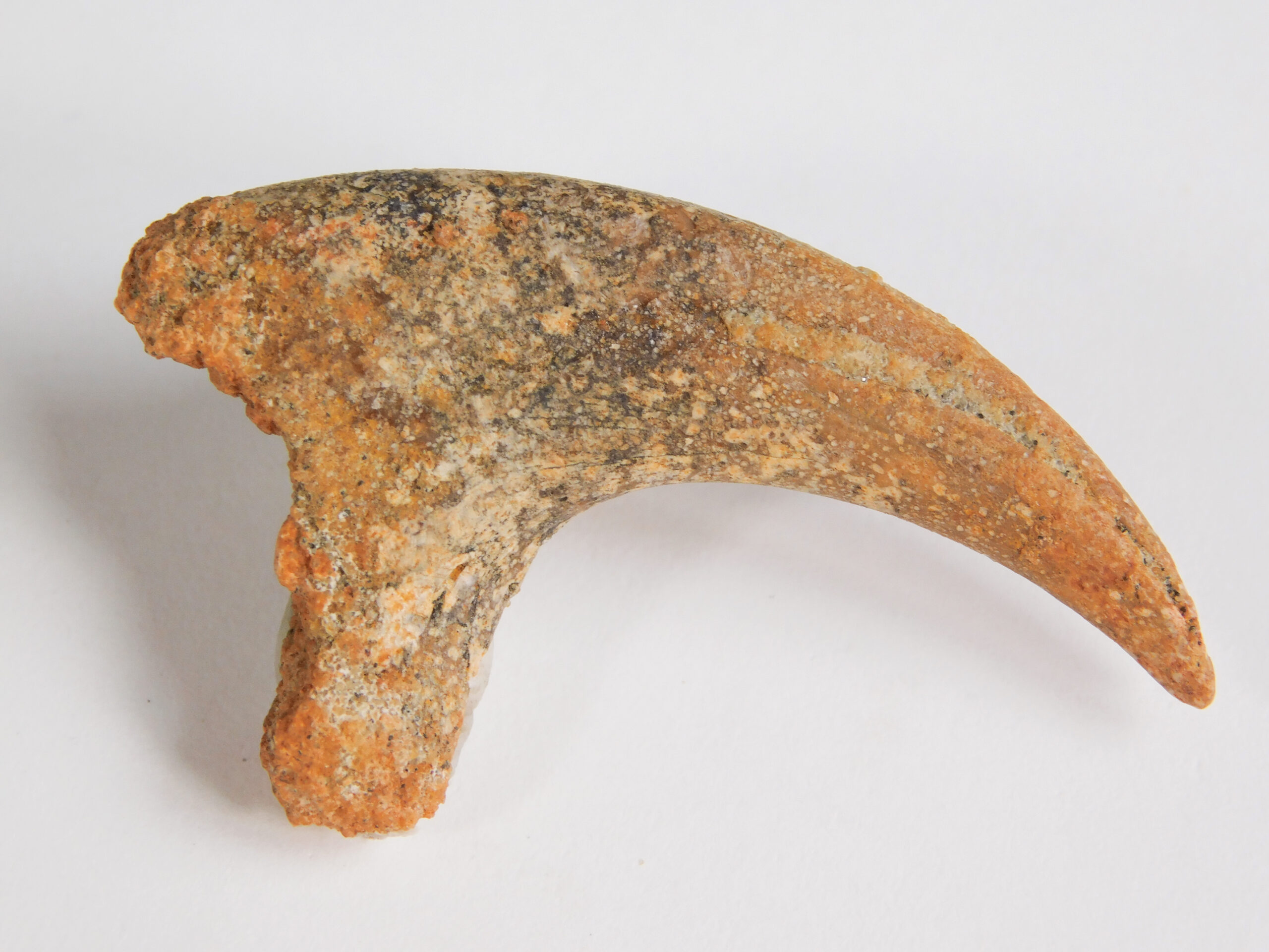 Small theropod claw - Image 5