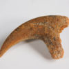 Small theropod claw, The Natural Canvas