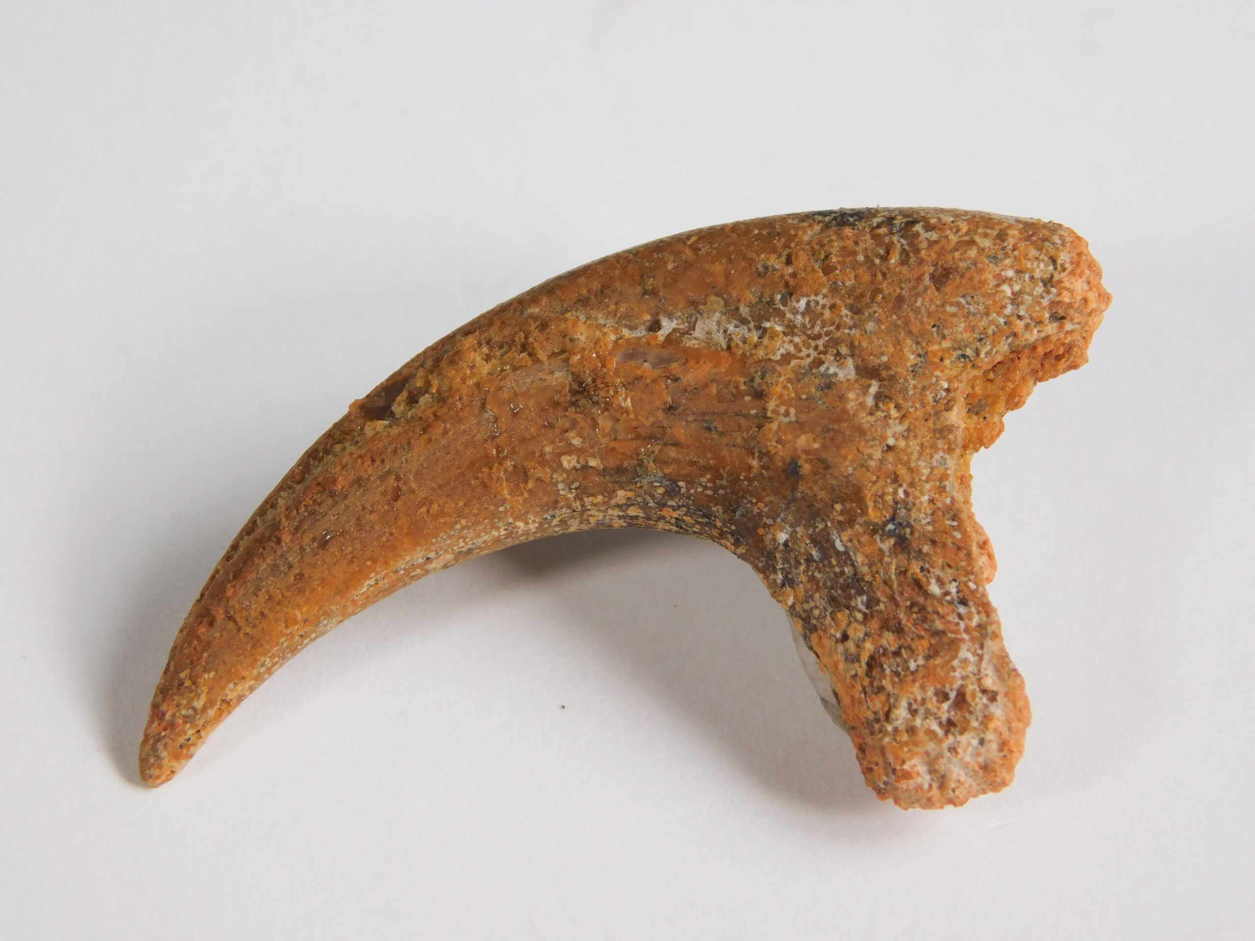 Small theropod claw