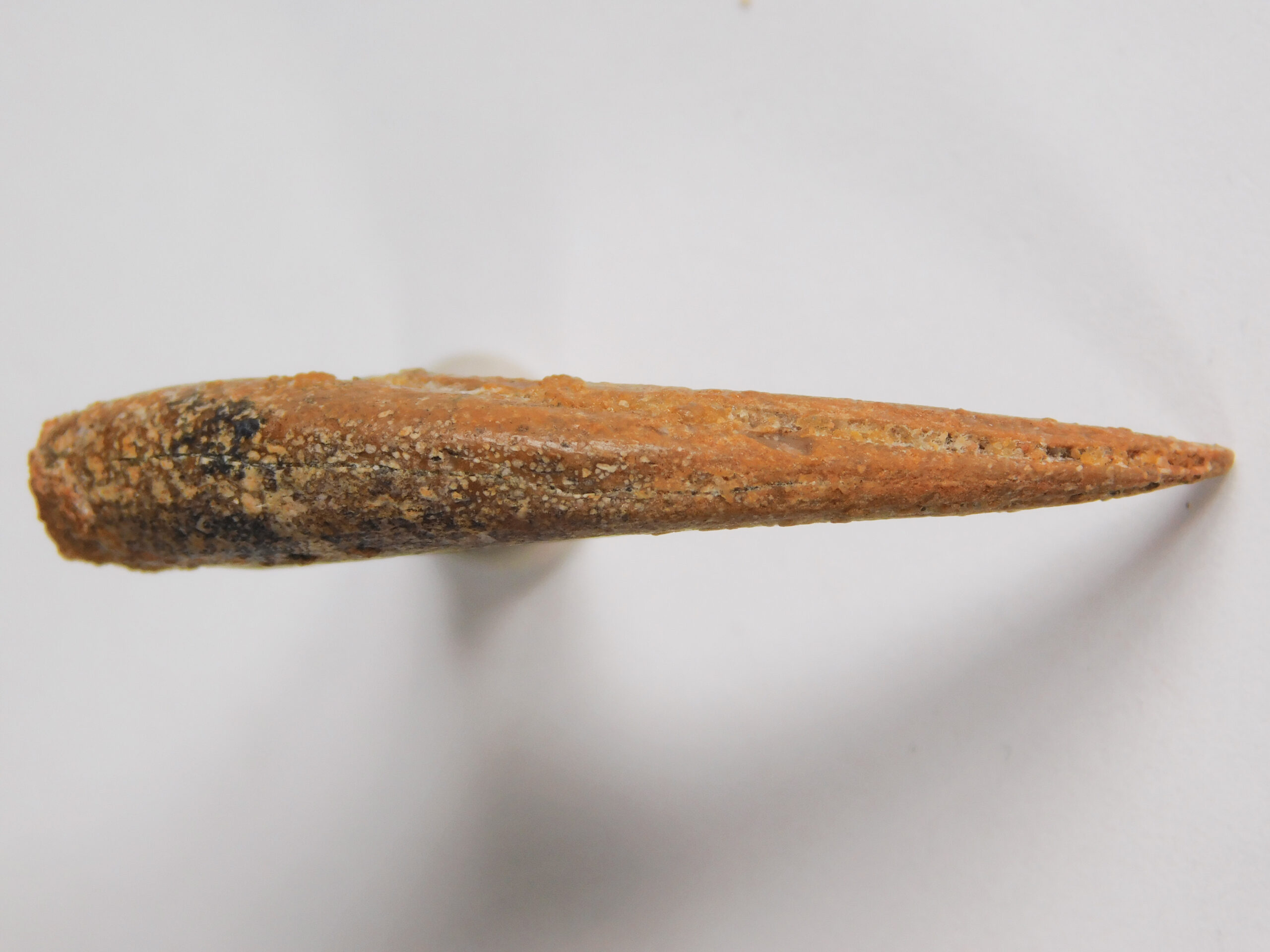 Small theropod claw - Image 2