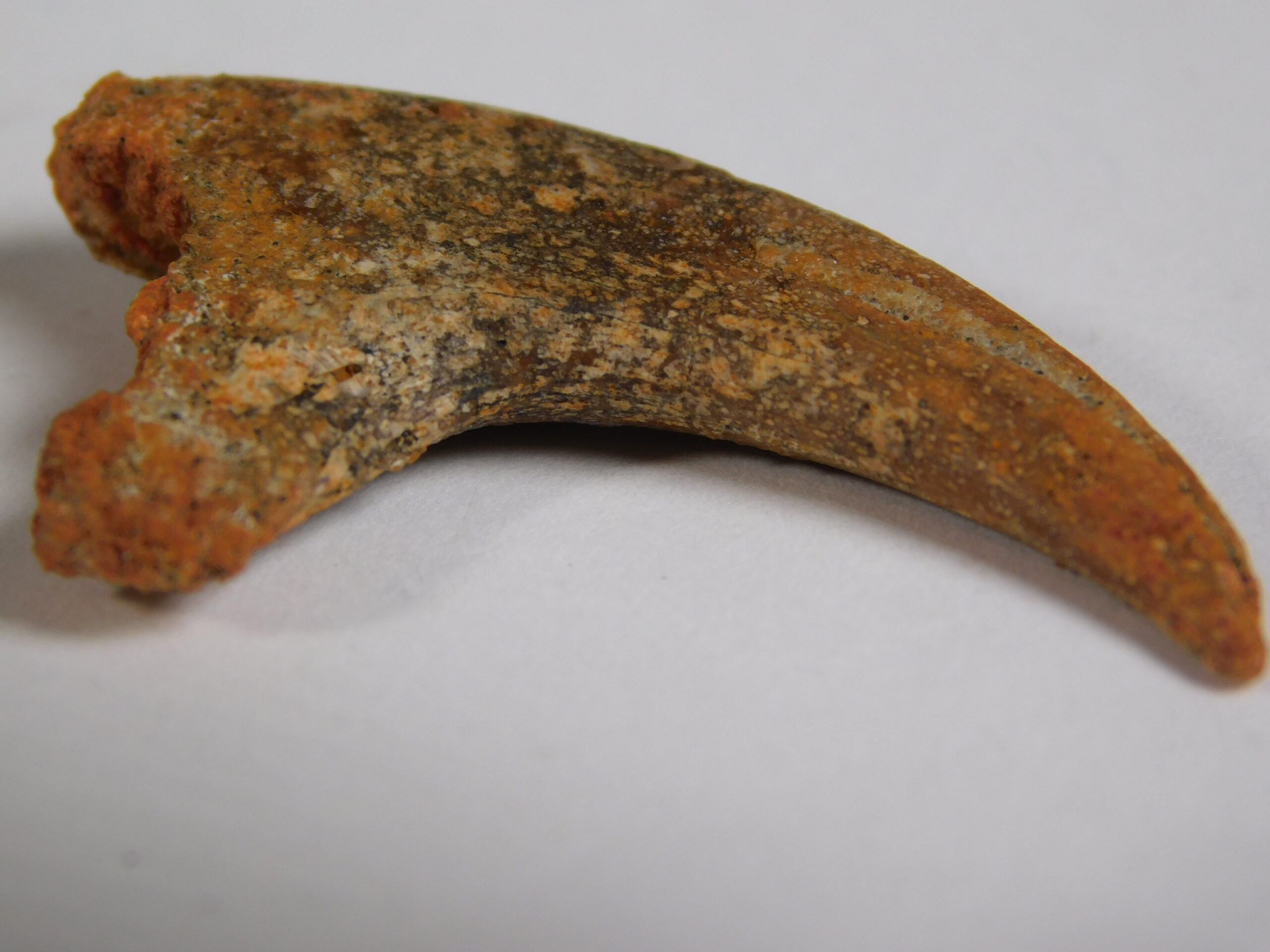 Small theropod claw - Image 3
