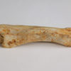 Spinosaurus aegyptiacus - Image 4