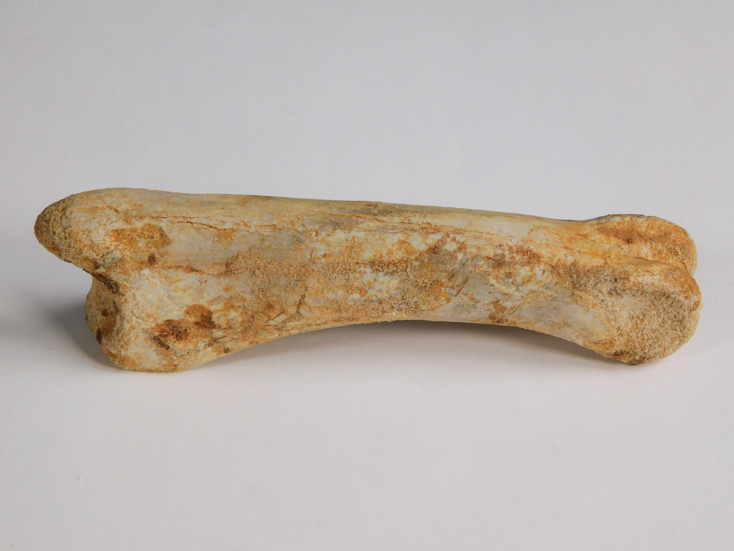Spinosaurus aegyptiacus