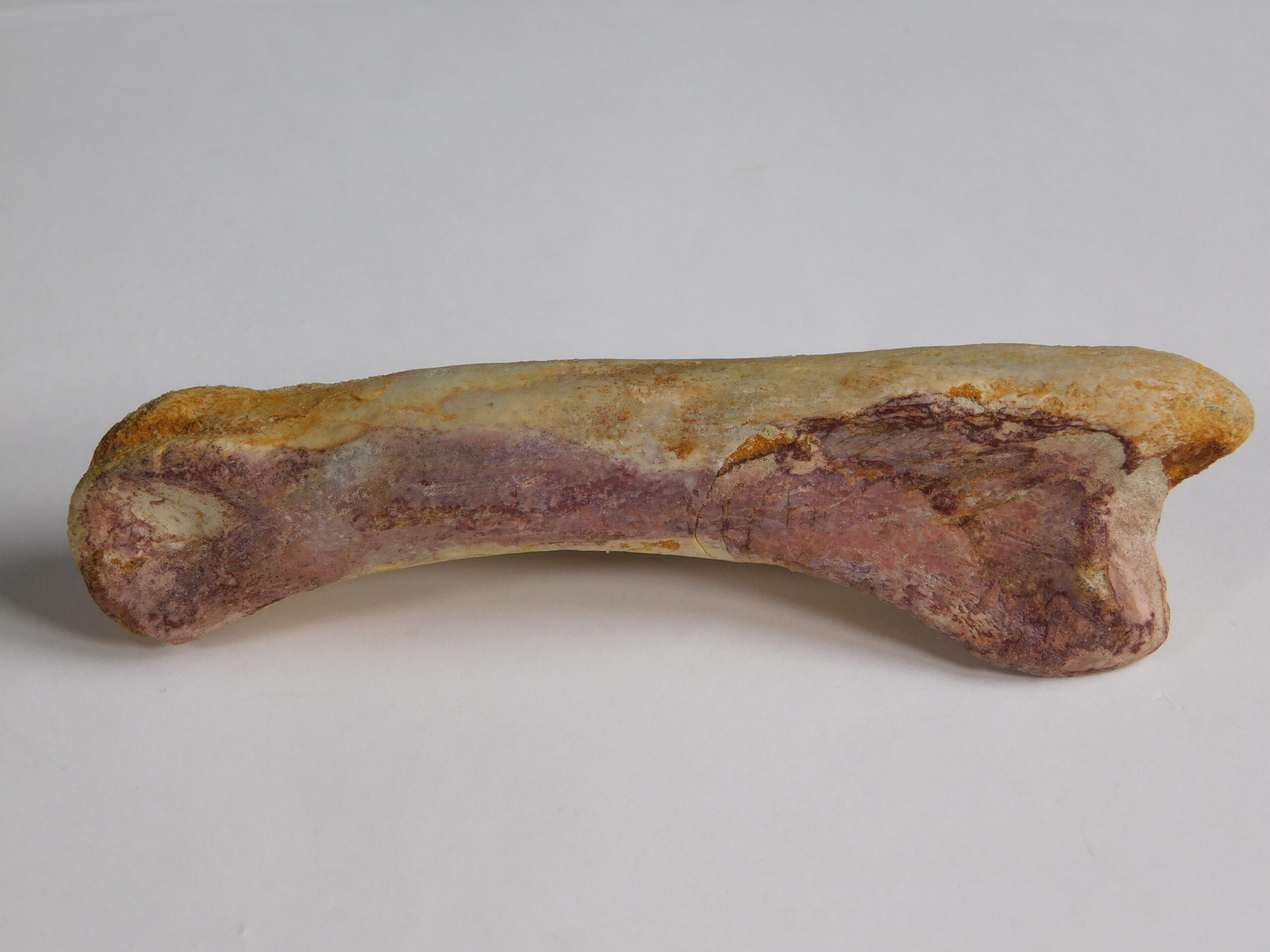 Spinosaurus aegyptiacus - Image 4