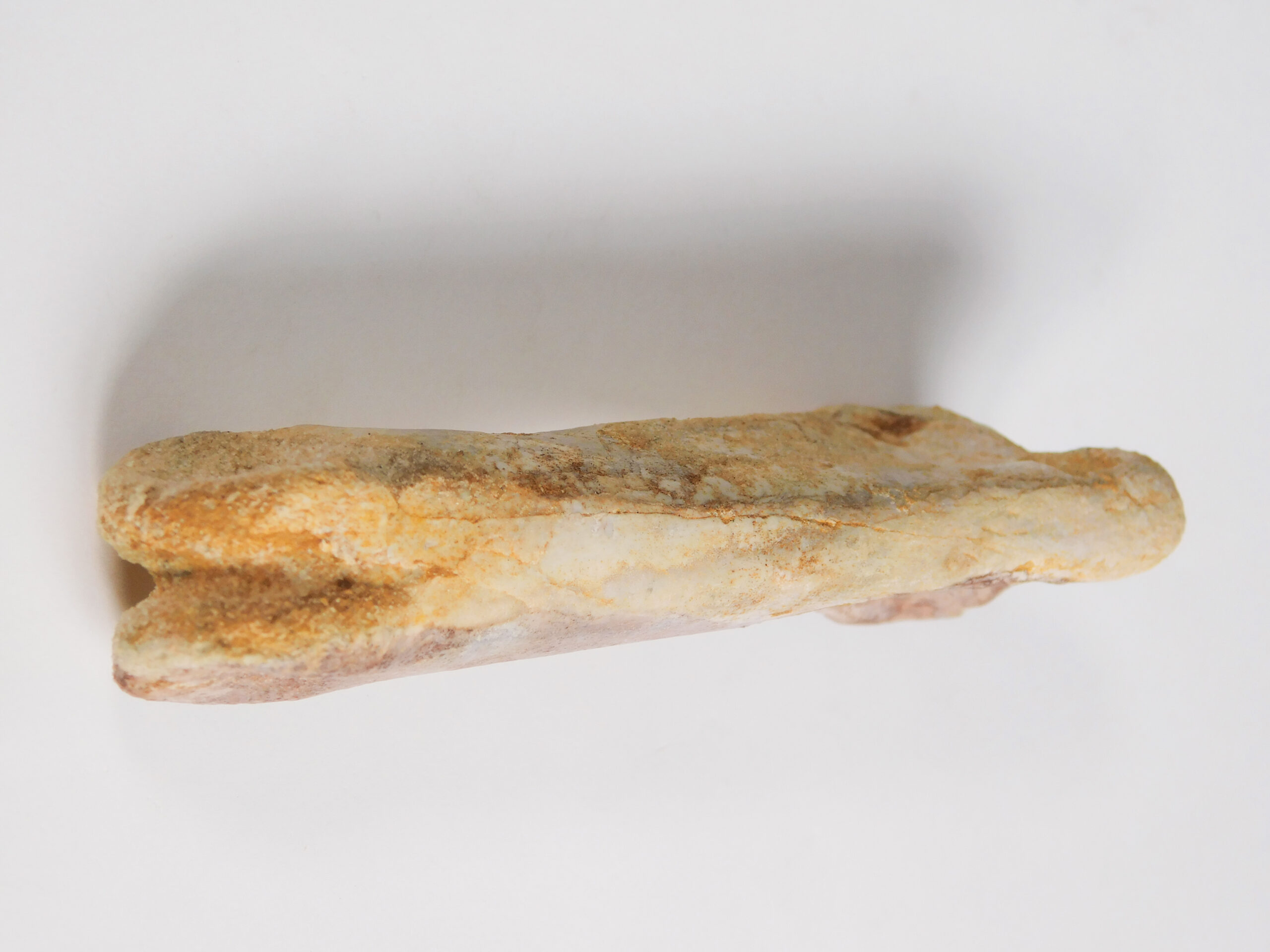 Spinosaurus aegyptiacus - Image 2