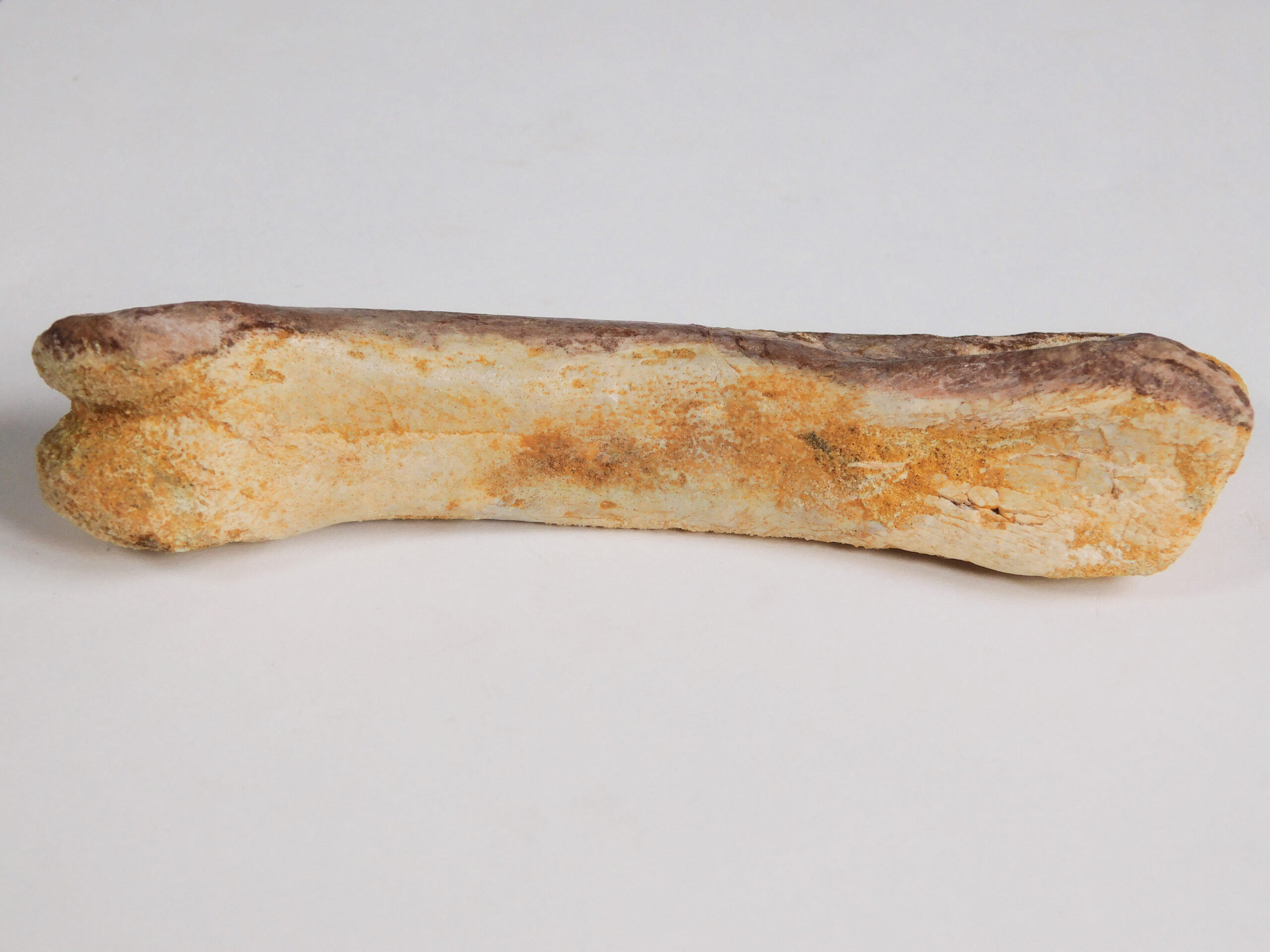 Spinosaurus aegyptiacus - Image 3