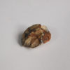 Tenontosaurus sp. - Image 5