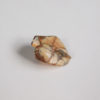 Tenontosaurus sp. - Image 6