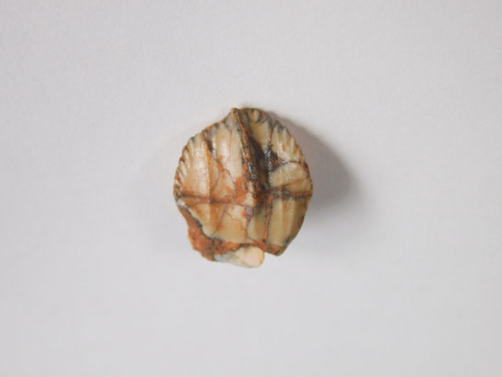 Tenontosaurus sp.