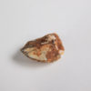 Tenontosaurus sp. - Image 4