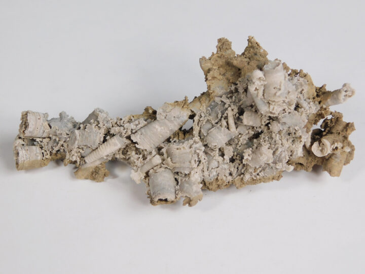 Tripteroceroides and other cephalopods