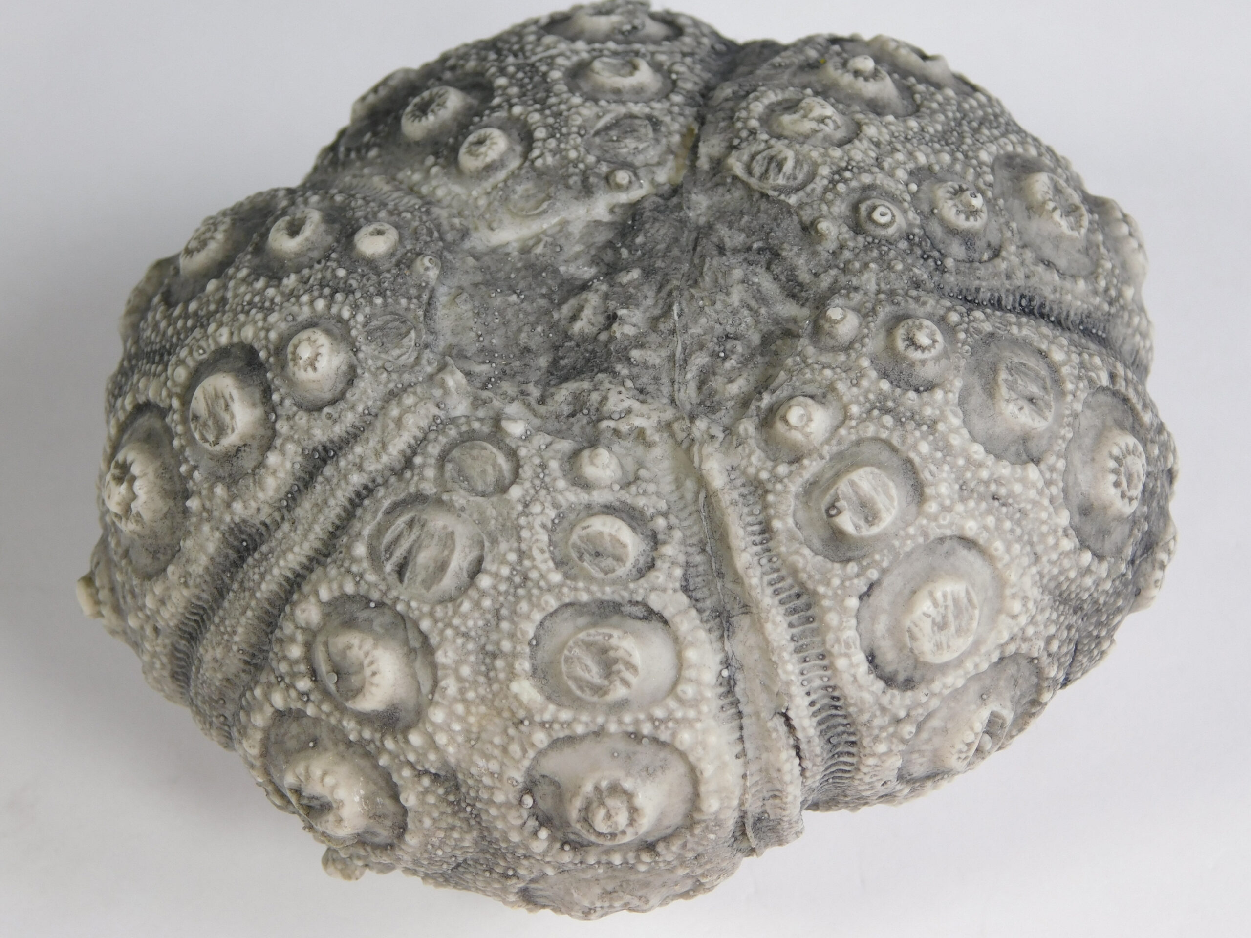 Stereocidaris texanus CAST