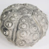 Stereocidaris texanus CAST - Image 2