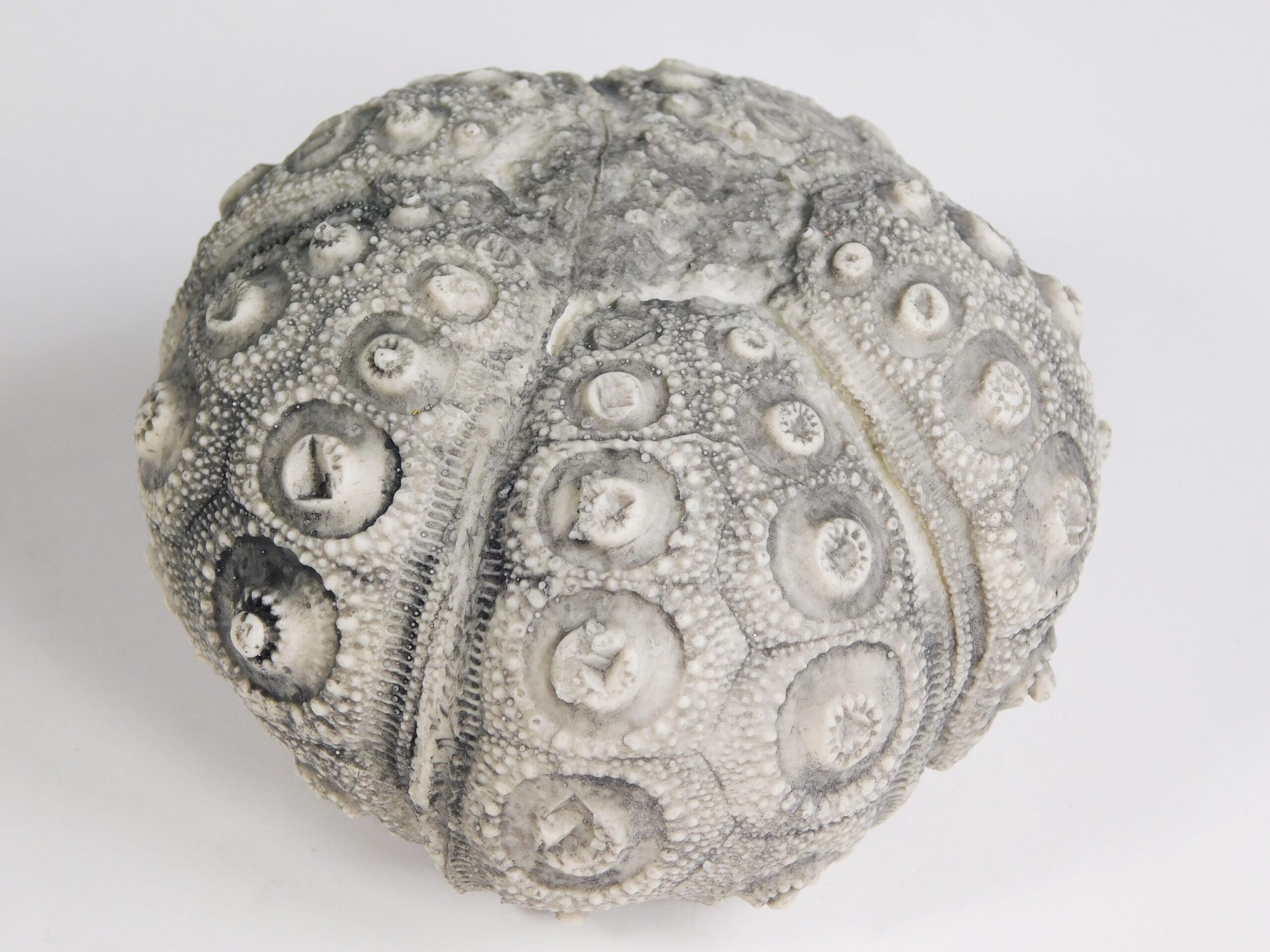 Stereocidaris texanus CAST - Image 2