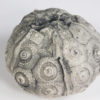 Stereocidaris texanus CAST - Image 3