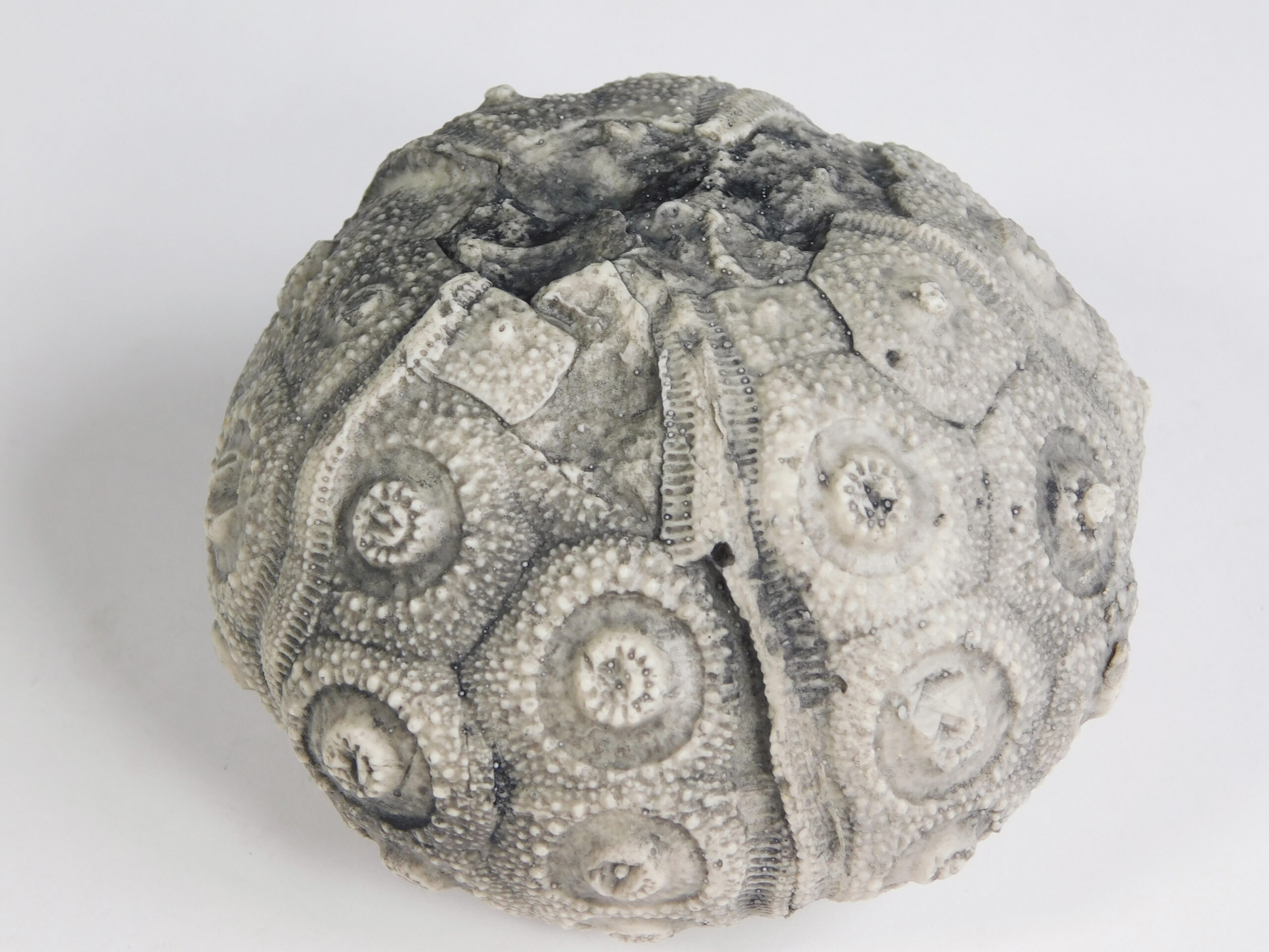 Stereocidaris texanus CAST - Image 3
