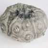 Stereocidaris texanus CAST - Image 4