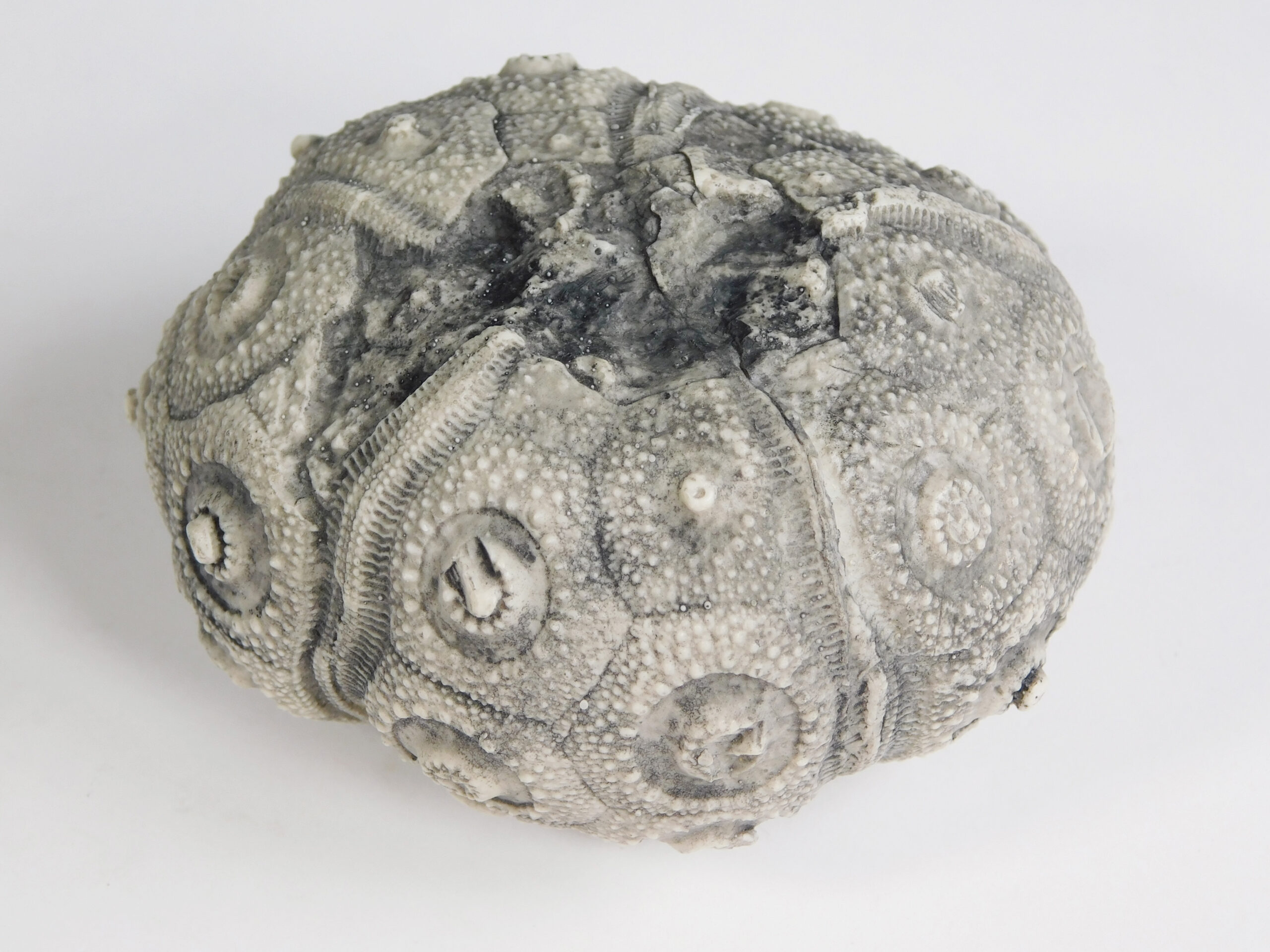 Stereocidaris texanus CAST - Image 4