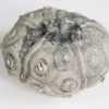 Stereocidaris texanus CAST - Image 5