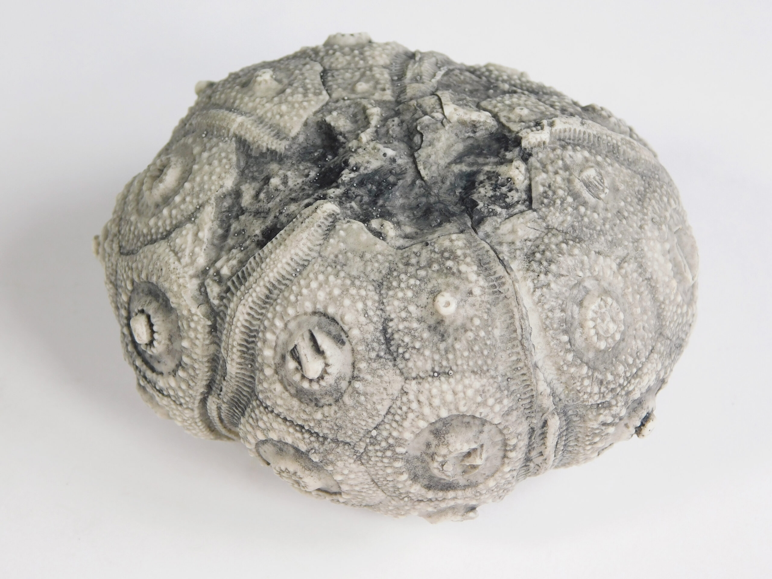 Stereocidaris texanus CAST - Image 5